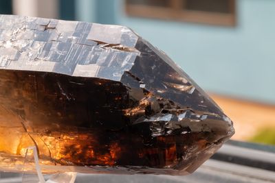 Shady Tree Pocket 13