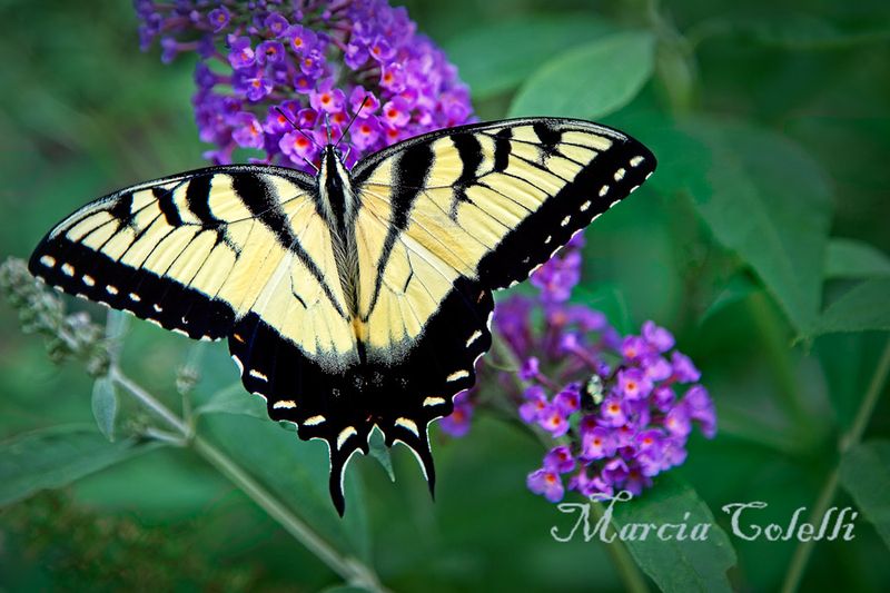 EASTERN TIGER SWALLOWTAIL-4356.jpg