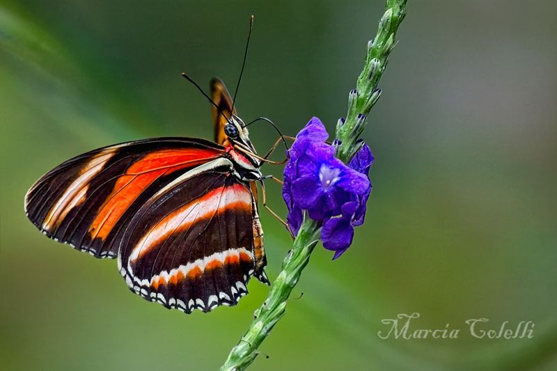 BANDED ORANGE HELICONIAN BUTTERFLY_19492.jpg