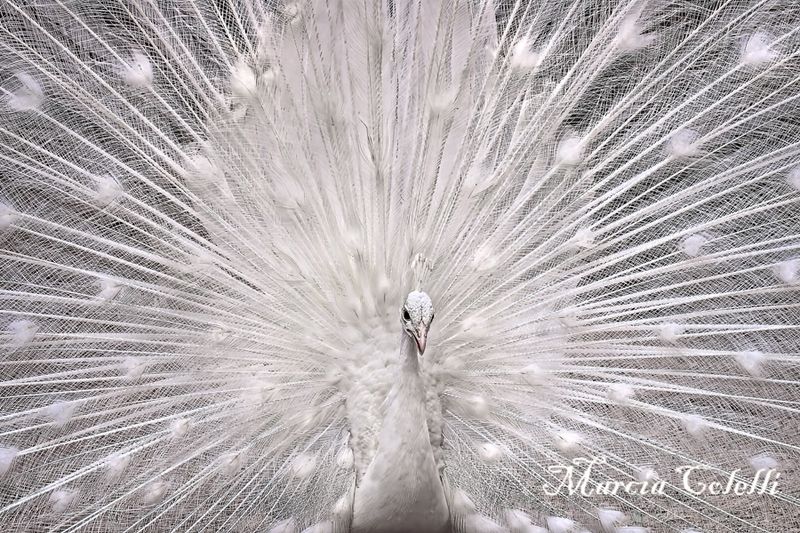 ALBINO PEACOCK-4988.jpg
