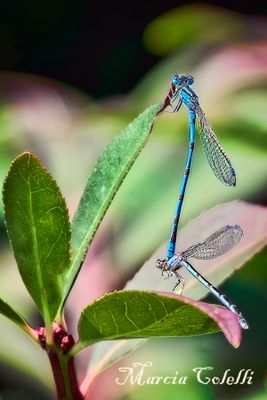 DAMSELFLY MATING-6926.jpg