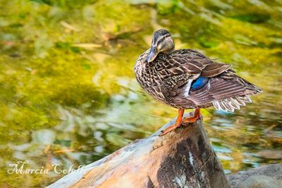 FEMALE MALLARD-1717.jpg