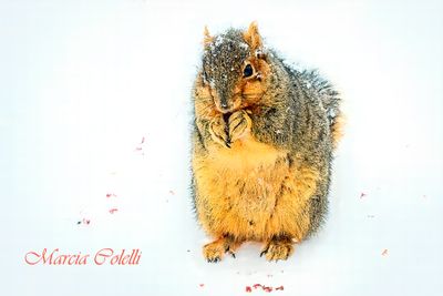 EASTERN FOX SQUIRREL-6415.jpg