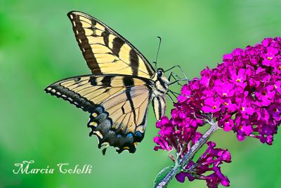 EASTERN TIGER SWALLOWTAIL_8812.jpg