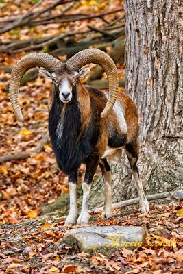 MOUFLON RAM_9979.jpg