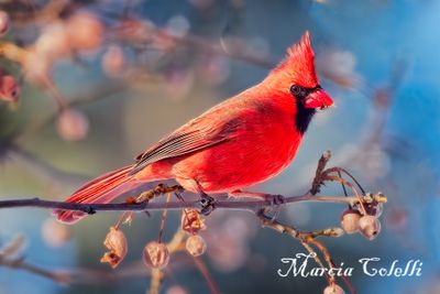 CARDINAL_0747.jpg