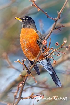 AMERICAN ROBIN_1189.jpg