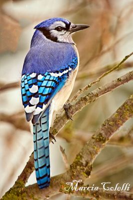 BLUEJAY, BLACKBIRD, GRACKLES, CROWS, RAVENS