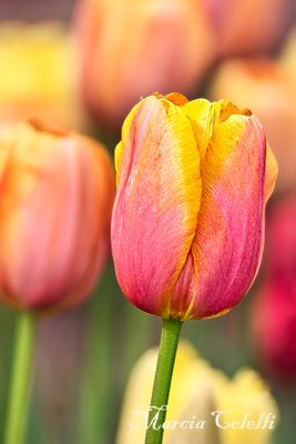 PINK AND YELLOW TULIP_2156.jpg