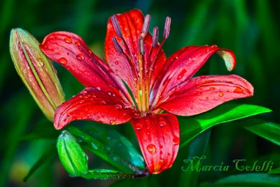 RED ASISATIC LILY_8791.jpg