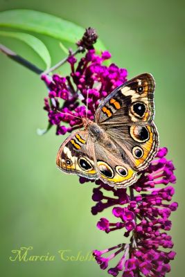 INSECTS