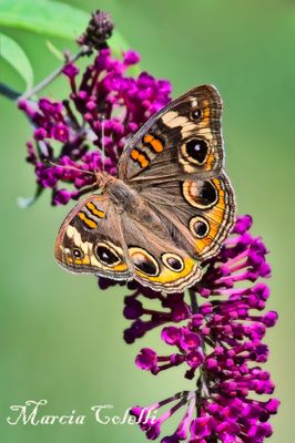 INSECTS
