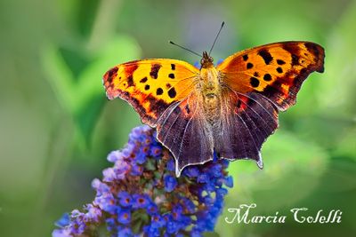 EASTERN COMMA_0458.jpg