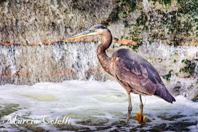 GREAT BLUE HERON AT FALLS_1991.jpg