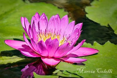 WATERLILY_2041.jpg
