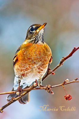 I AM PROUD TO BE AN AMERICAN ROBIN_2866.jpg