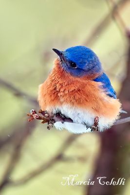 EASTERN BLUEBIRD_2665.jpg