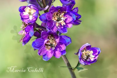 DELPHINIUM_0162.jpg