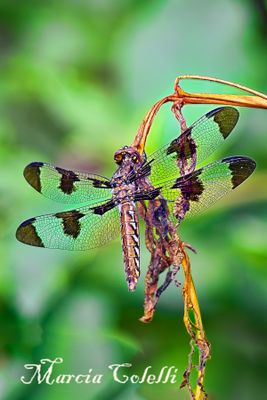  COMMON WHITETAIL DRAGONFLY_0876.jpg
