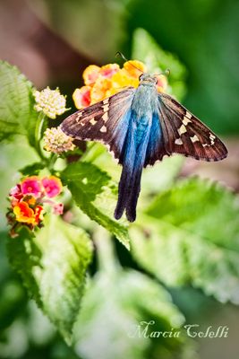 LONG TAILED SKIPPER_1435.jpg