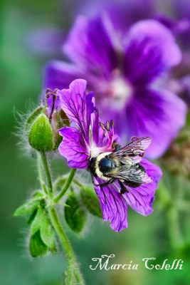 BEE-ON-PERENNIAL-GERANIUM_3360.jpg