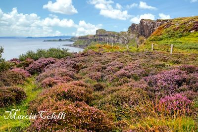 FIELDS OF LAVENDER AT KILT ROCK_7494.jpg