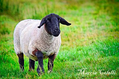 BLACK FACE LAMB_4442.jpg