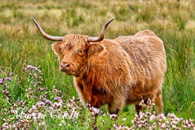 HIGHLAND COW_4236.jpg