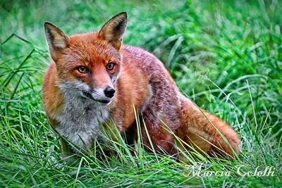 RED FOX_4802.jpg