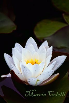 WATERLILY_4661.jpg