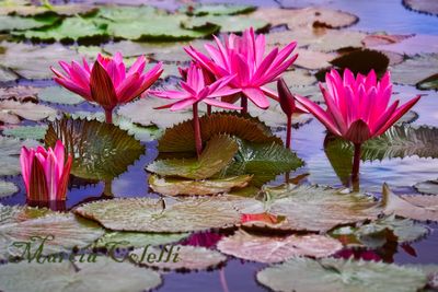 WATERLILY 3834.jpg