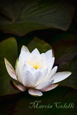 WHITE WATERLILY_4662.jpg