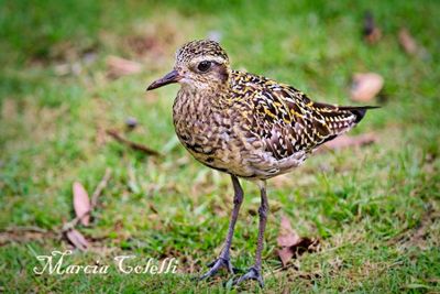 PACIFIC GOLDEN PLOVER_7366.jpg