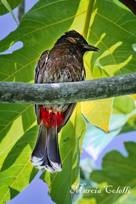 RED WHISKERED BULBUL_7778.jpg