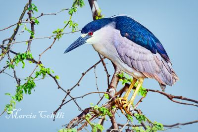 BLACK CROWNED NIGHT HERON_1399.jpg