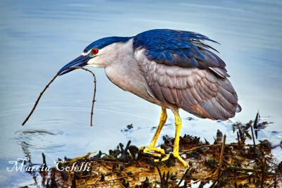 BLACK CROWNED NIGHT HERON_1376.jpg