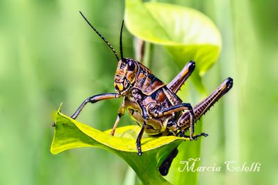 EASTERN LUBBER GRASSHOPPER-1713.jpg