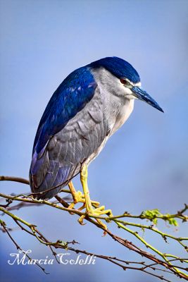 BLACK CROWNED NIGHT HERON_1407.jpg