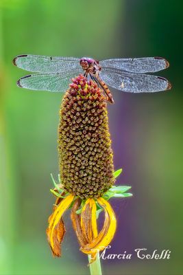 DRAGONFLY-1821.jpg