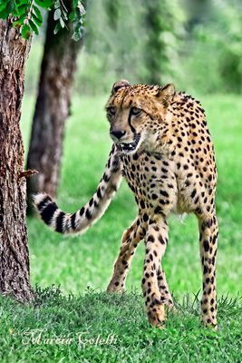 Cheetah_2665.jpg