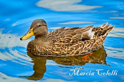 MALLARD_7836.jpg