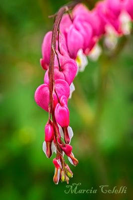 BLEEDING HEART-2958-.jpg