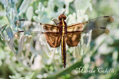 DRAGONFLIES