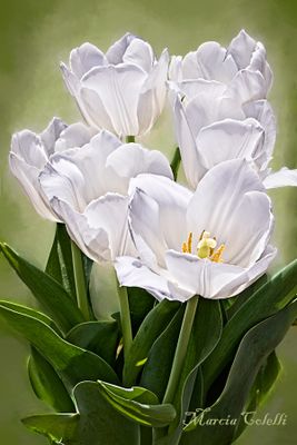 White-tulips-autumn-var-2899.jpg