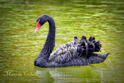 FLAMINGO, PELICANS , PEACOCKS , SWANS, EMU