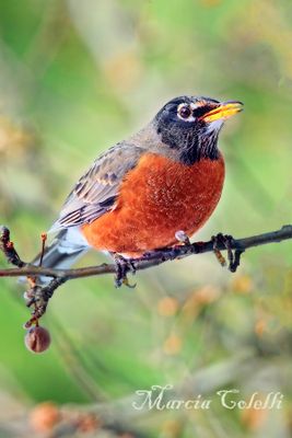 AMERICAN ROBINS