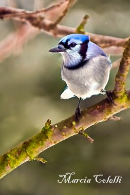 BLUEJAY, BLACKBIRD, GRACKLES, CROWS, RAVENS