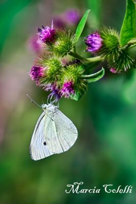 CABBAGE WHITE_0751.jpg