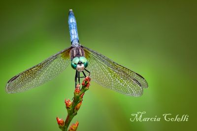 DRAGONFLIES