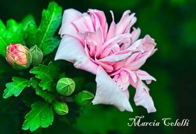 HIBISCUS AND ROSE OF SHARON